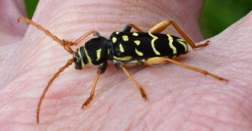 Plagionotus arcuatus